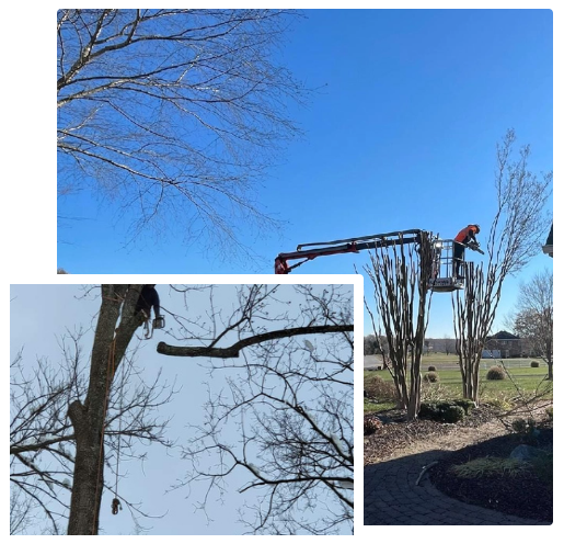 tree removal services