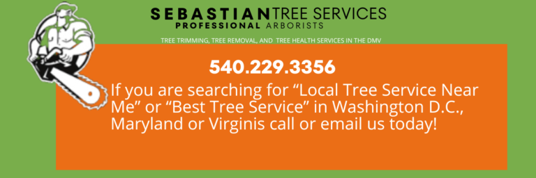 Tree Trimming Services