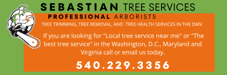 Sebastian Tree Services