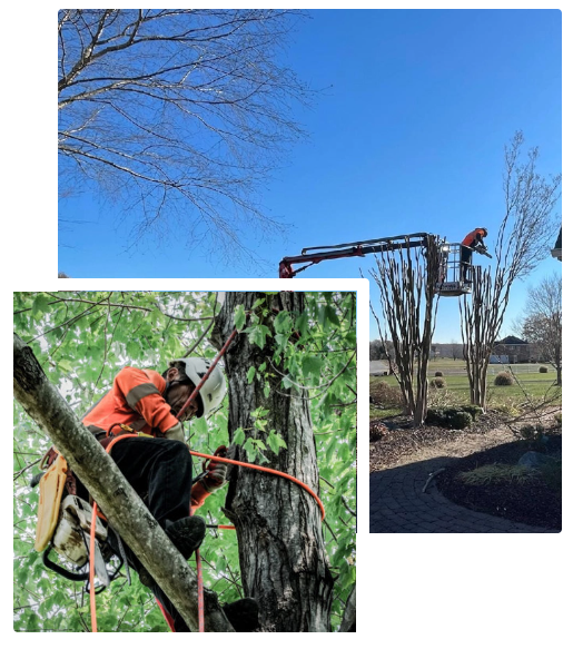 Tree Trimming Services