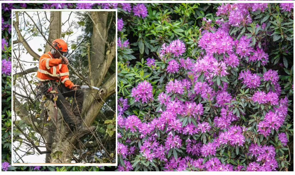 Sebastian Trees and Plant Pruning