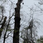 Sebastian Tree Removal Services