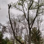 Sebastian Tree Services Gallery