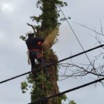 Sebastian Tree Removal Services
